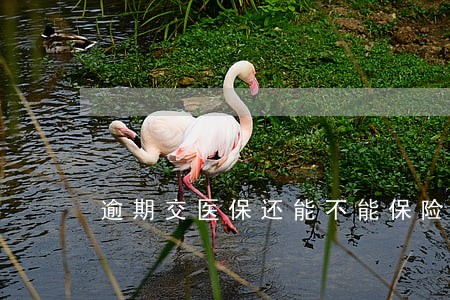 逾期交医保还能不能保险 逾期交医保还能不能保险