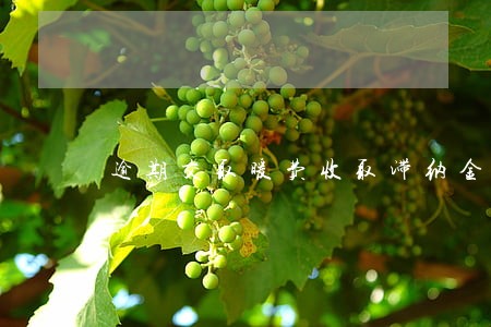 逾期交取暖费收取滞纳金违法 逾期交取暖费收取滞纳金违法