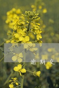 逾期交合同款利息 逾期交合同款利息