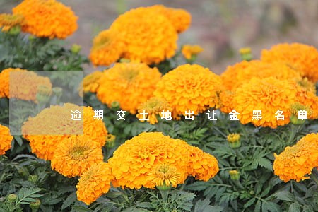 逾期交土地出让金黑名单 逾期交土地出让金黑名单