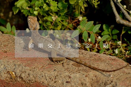 逾期交工违约金上限 逾期交工违约金上限