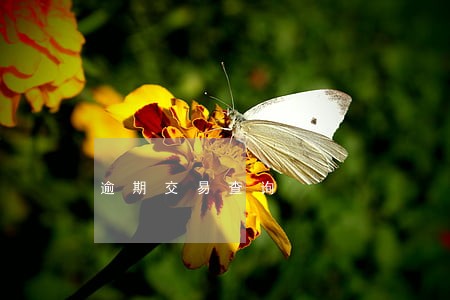 逾期交易查询 逾期交易查询