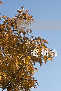 逾期交暖气费收违约金吗 逾期交暖气费收违约金吗