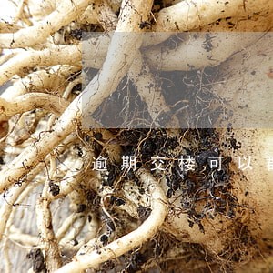 逾期交楼可以群体性诉讼 逾期交楼可以群体性诉讼