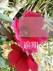 逾期交楼温馨提示 逾期交楼温馨提示