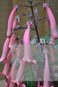 逾期交楼赔偿能拿到吗 逾期交楼赔偿能拿到吗