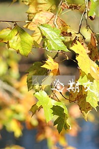 逾期交楼违约条款 逾期交楼违约条款