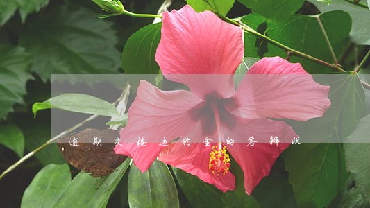 逾期交楼违约金的答辩状 逾期交楼违约金的答辩状