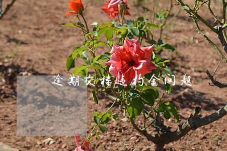 逾期交楼违约金问题