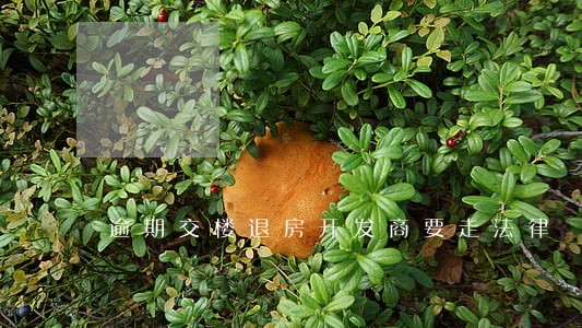 逾期交楼退房开发商要走法律 逾期交楼退房开发商要走法律
