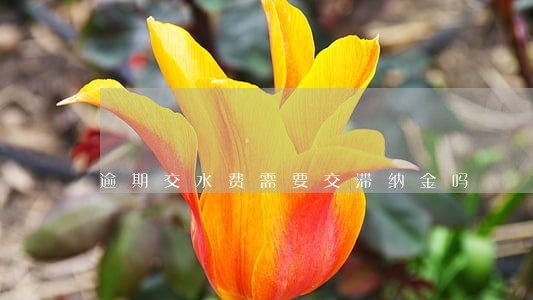 逾期交水费需要交滞纳金吗 逾期交水费需要交滞纳金吗