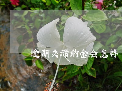 逾期交滞纳金会怎样 逾期交滞纳金会怎样