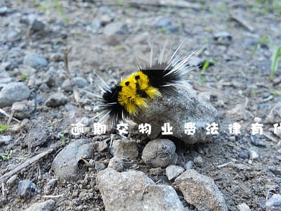 逾期交物业费法律有什么规定 逾期交物业费法律有什么规定