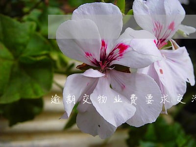 逾期交物业费要求交滞纳金 逾期交物业费要求交滞纳金