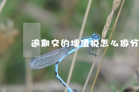 逾期交的增值税怎么做分录 逾期交的增值税怎么做分录