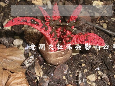 逾期交社保会影响公司吗