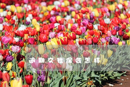 逾期交社保会怎样 逾期交社保会怎样