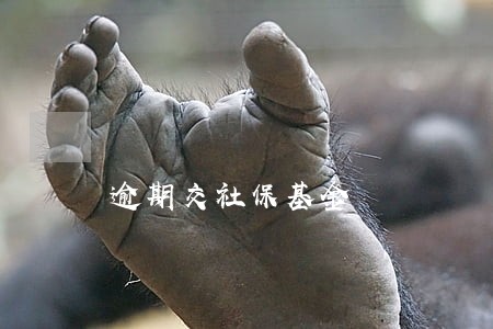 逾期交社保基金 逾期交社保基金