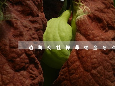 逾期交社保滞纳金怎么计算 逾期交社保滞纳金怎么计算