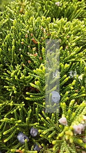 逾期交社保违法吗 逾期交社保违法吗