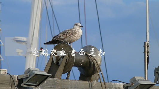 逾期交租书面通知