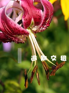 逾期交租金违约金判决 逾期交租金违约金判决