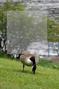 逾期交租金违约金百分比 逾期交租金违约金百分比
