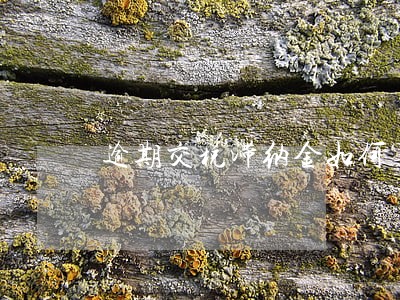 逾期交税滞纳金如何算