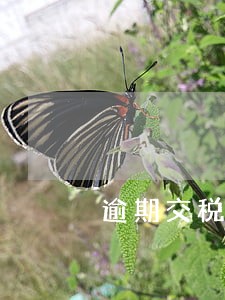 逾期交税罚款怎么算