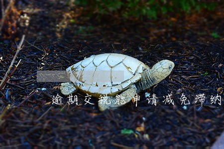 逾期交税能申请减免滞纳金吗 逾期交税能申请减免滞纳金吗
