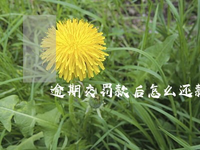 逾期交罚款后怎么还款 逾期交罚款后怎么还款