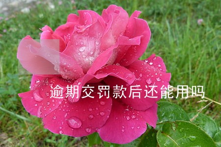 逾期交罚款后还能用吗 逾期交罚款后还能用吗