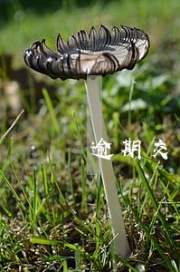 逾期交罚款滞纳金怎么算 逾期交罚款滞纳金怎么算
