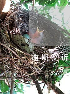 逾期交诉讼费怎么办 逾期交诉讼费怎么办