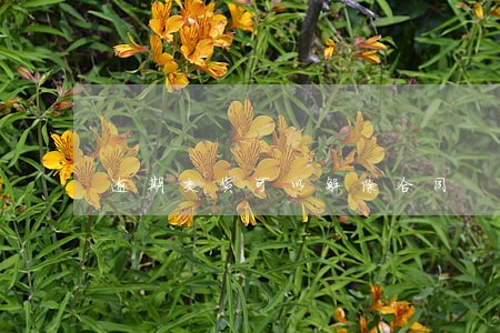 逾期交货可以解除合同