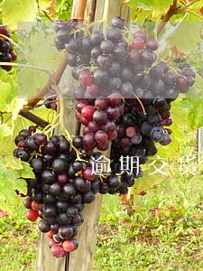 逾期交货违约金上线