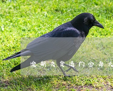逾期交货违约金每天