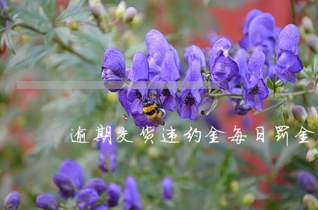 逾期交货违约金每日罚金 逾期交货违约金每日罚金