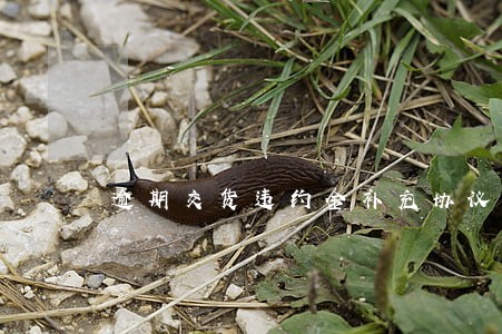 逾期交货违约金补充协议