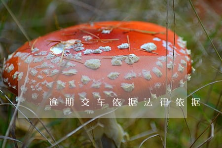 逾期交车依据法律依据 逾期交车依据法律依据