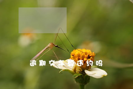 逾期交车算违约吗 逾期交车算违约吗