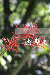 逾期交车贷会被拖车吗