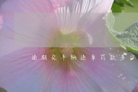逾期交车辆违章罚款多少