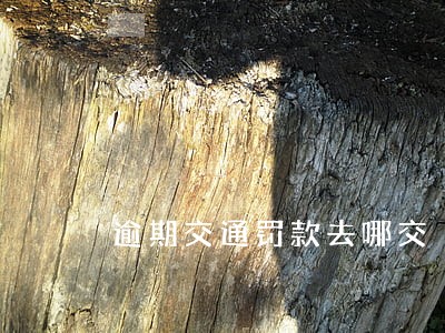 逾期交通罚款去哪交 逾期交通罚款去哪交