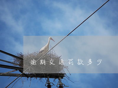 逾期交通罚款多少 逾期交通罚款多少