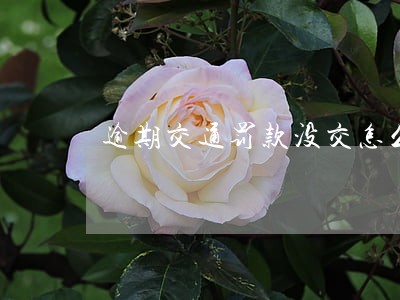 逾期交通罚款没交怎么办 逾期交通罚款没交怎么办