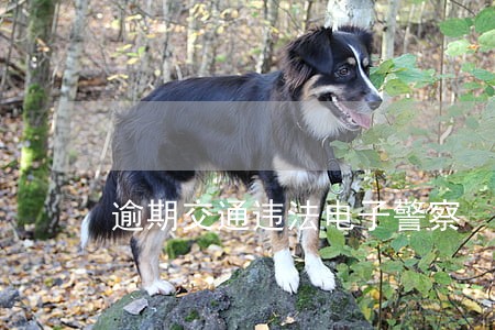 逾期交通违法电子警察 逾期交通违法电子警察