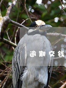 逾期交钱的解除期限 逾期交钱的解除期限