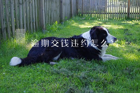 逾期交钱违约怎么写 逾期交钱违约怎么写