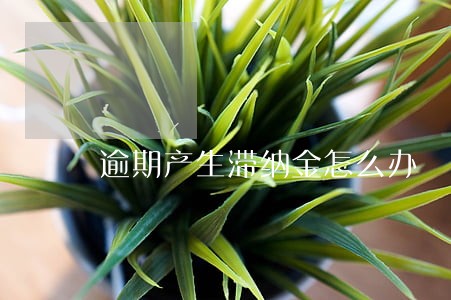 逾期产生滞纳金怎么办 逾期产生滞纳金怎么办